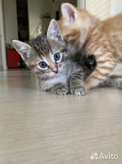 Милый пушистый комочек счастья добры людям