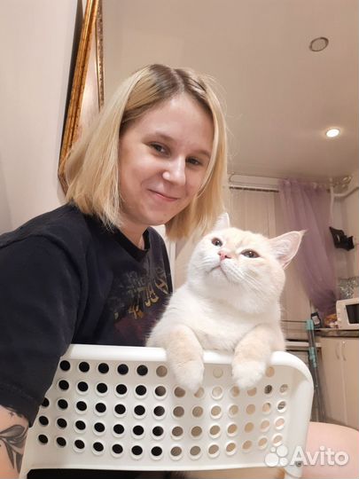 Зооняня, кэтситтер, котоняня