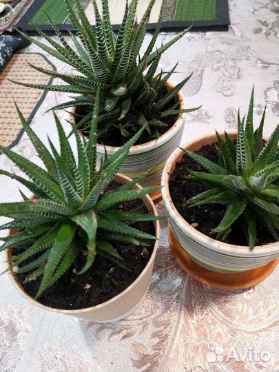 Алоэ декоративный