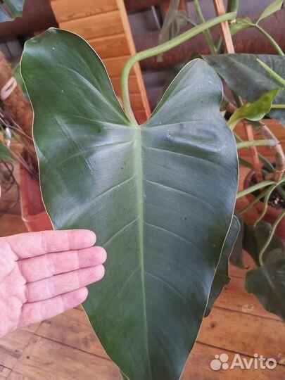 Филодендрон