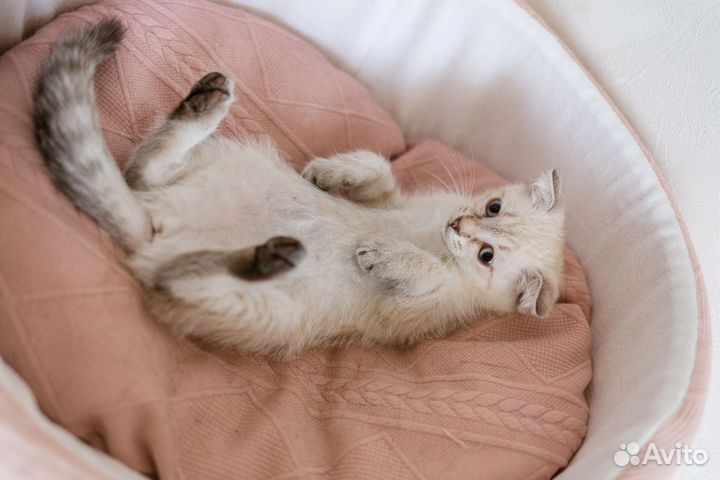 Котенок