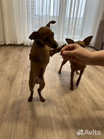 Цвергпинчер мальчик