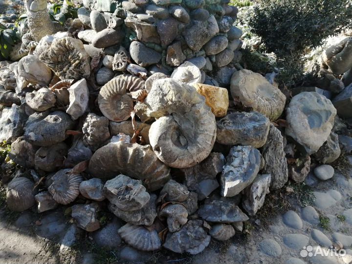 Аммониты Окаменелости Минералы Септарии Кварц