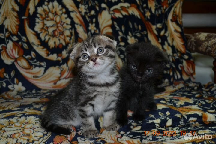 Вислоухие котята