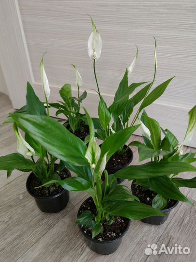 Спатифиллум Сингониум Пеперомия Фикус Замиокулькас