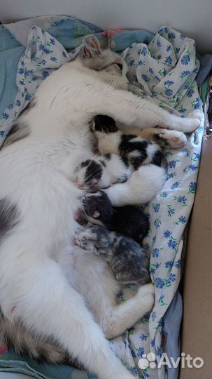 Котята в добрые руки