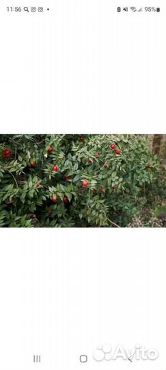 Иглица гирканская