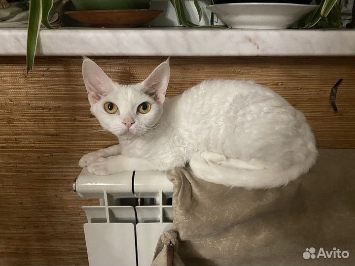 Девон-рекс белые кошечки