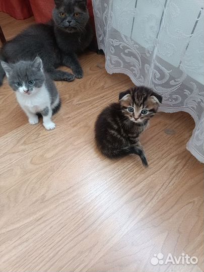 Котятки ждут хорошего хозяина