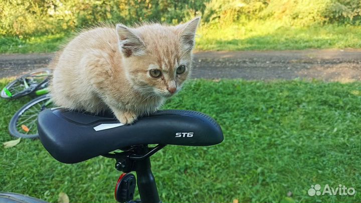 Три котенка ищут новый дом