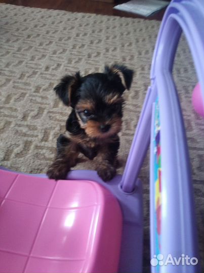 Йоркширский терьер щенки