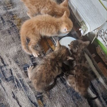 Картезианский котёнок