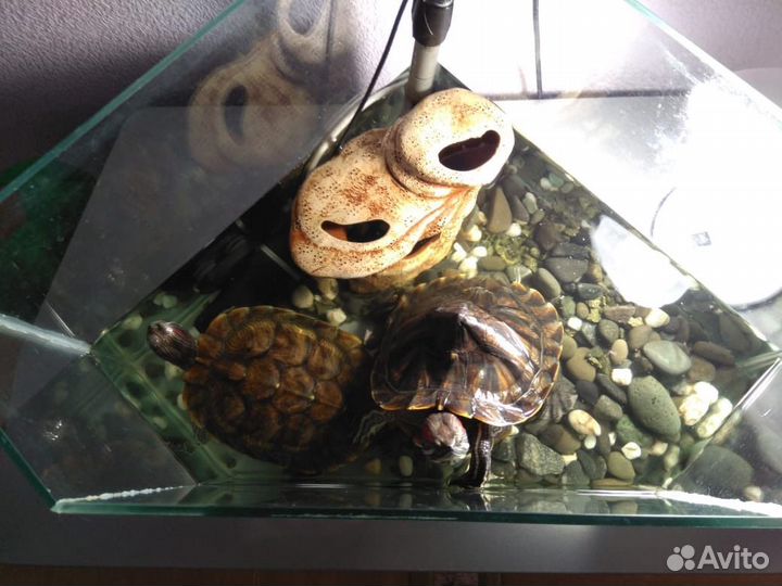 Черепашки красноухие