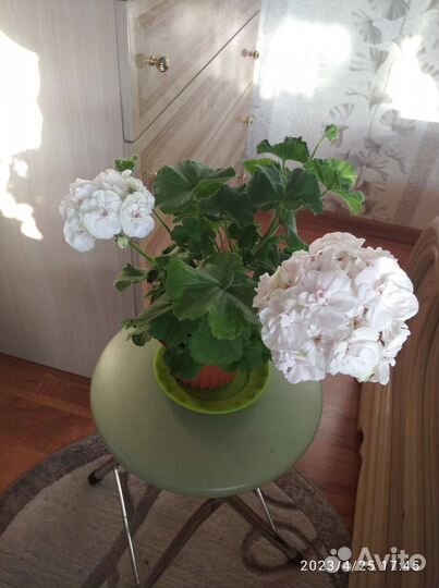 Герань пеларгония