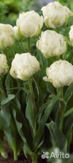 Тюльпаны махровые