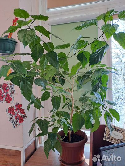 Гибискус китайская роза