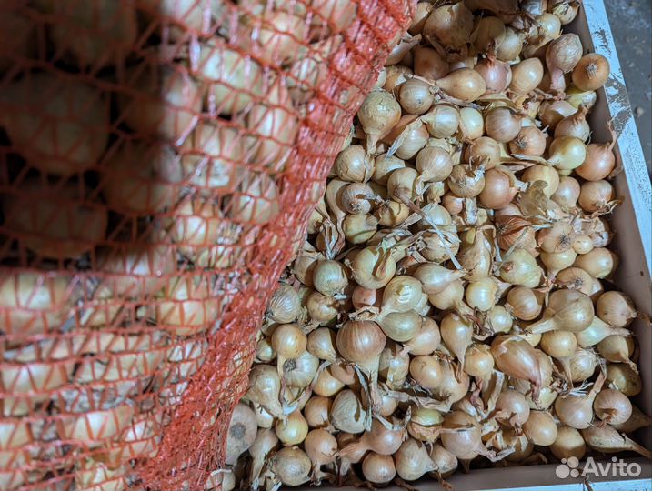 Лук выборок