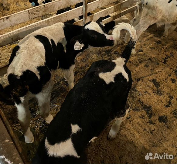 Телята бычки