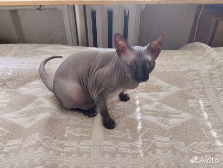 Канадский сфинкс бесплатно