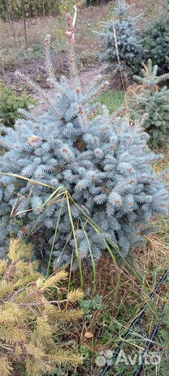 Саженцы ель голубая