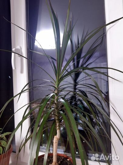 Растение драцена