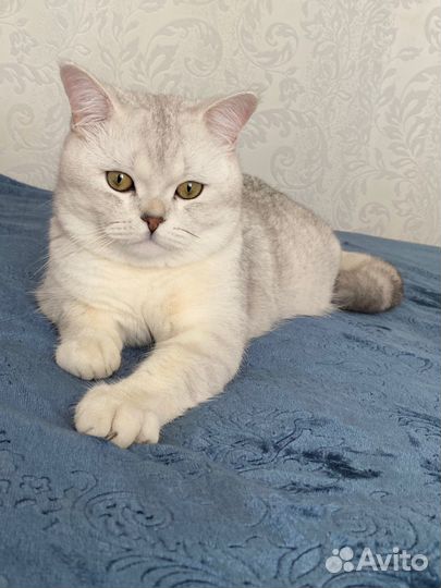 Британский кот Мэрс ждет свою принцессу