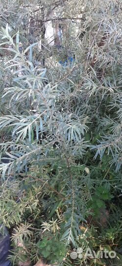 Саженцы облепихи девочки и мальчики