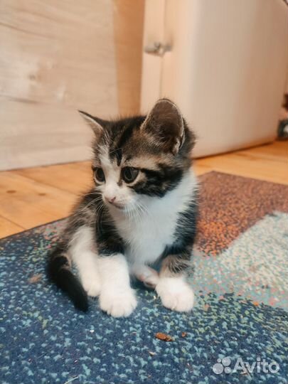 Котята продаём