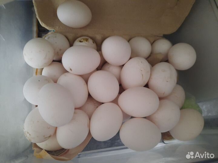 Домашние куриные яйца