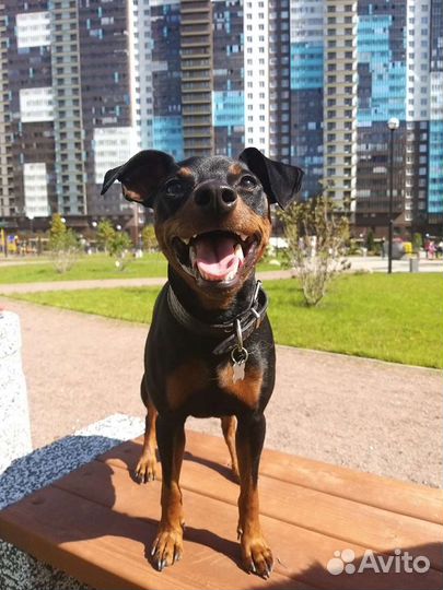 Выгул собак, дрессировка