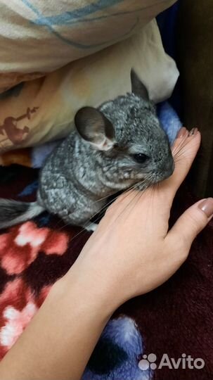 Шиншилла, 3 мес., мальчик