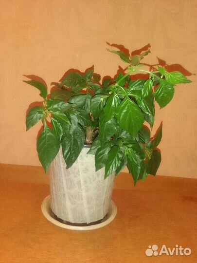 Куст суперострого перца Naga Morich