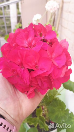 Пеларгония сортовая