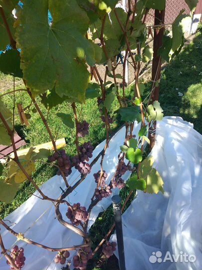 Черенки винограда Зилга, Лидия