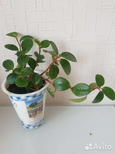 Пеперомия головатая, туполистная