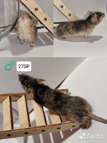 Декоративные мыши