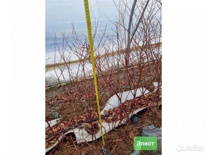 Голубика 5лет