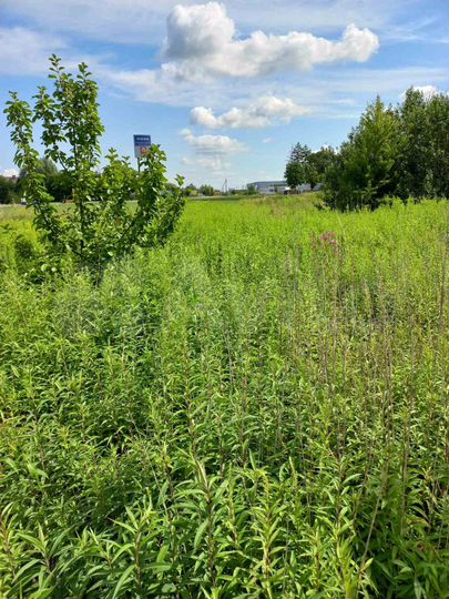 Участок 5,7 сот. (СНТ, ДНП)