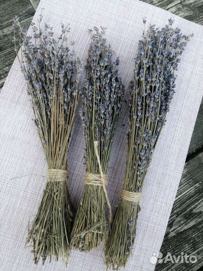 Лаванда крымская сухоцвет