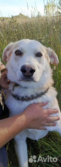 Метис лайки