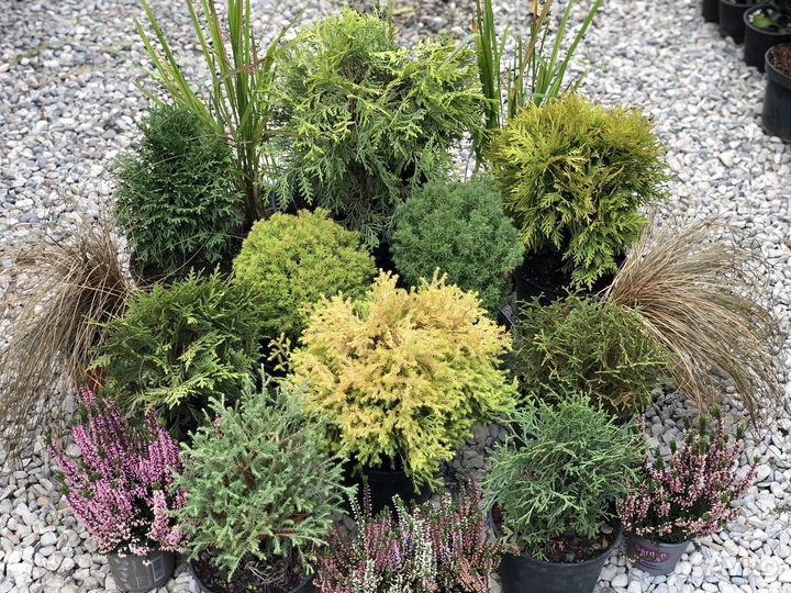 Шаровидные туи