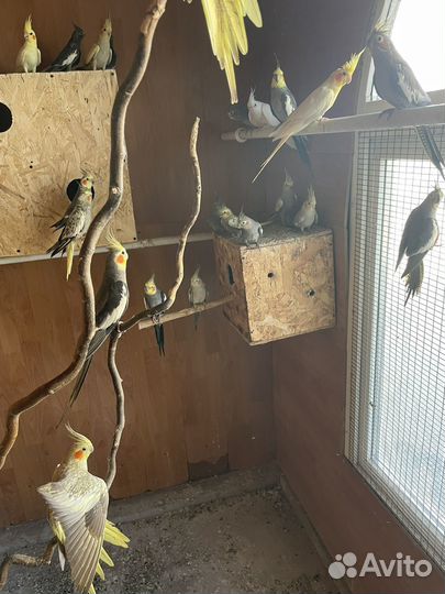 Кореллы попугаи