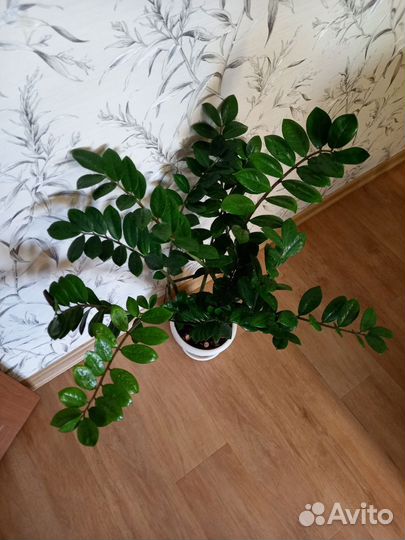 Замиокулькас