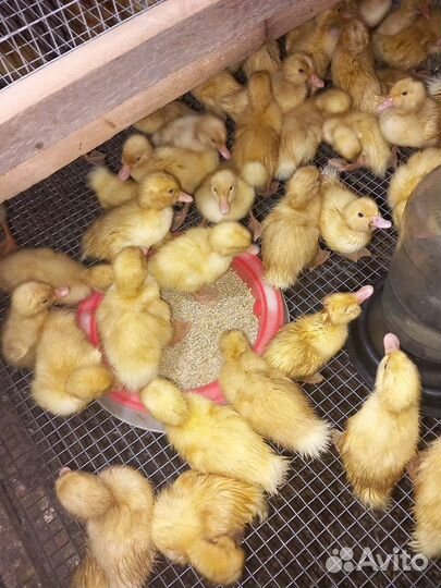 Продаю птицу суточные и подросковую