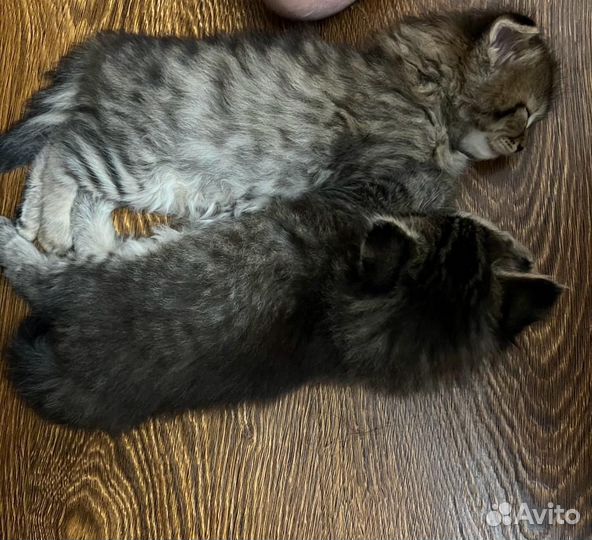 Котята девочки, отдаем в добрые руки