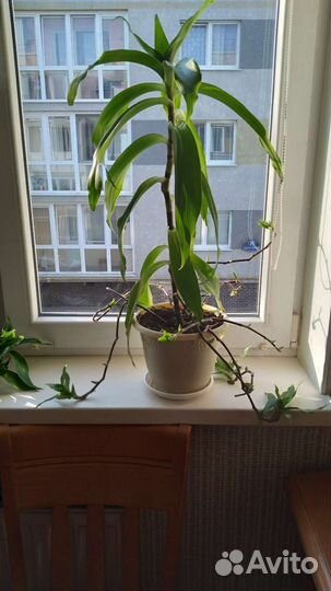 Золотой ус отростки