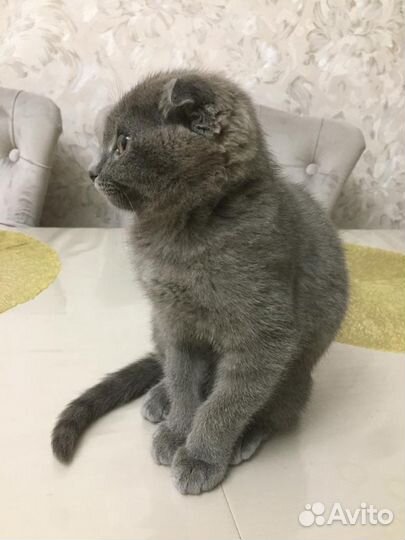 Кошка вислоухая