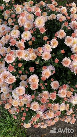 Хризантема Мадам Шер