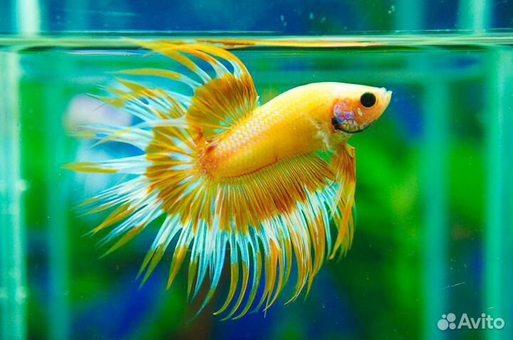 Большой выбор аквариумной и прудовой рыбы