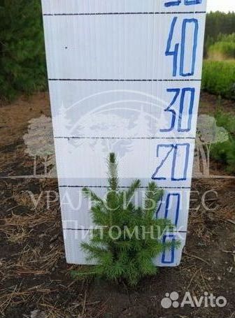 Сеянцы зкс Сосна Ель Лиственница окс Голуб Горн